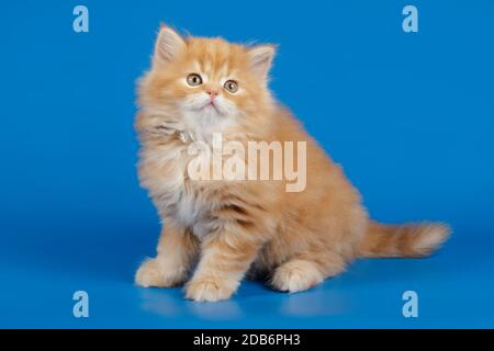 Studiofotografie von hochlandigen, geraden Katzen auf farbigen Hintergründen Stockfoto