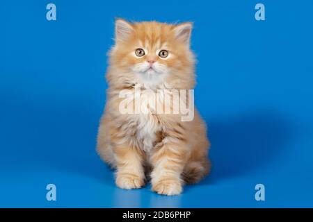 Studiofotografie von hochlandigen, geraden Katzen auf farbigen Hintergründen Stockfoto