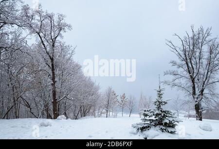 Winterlandschaft, Bäume am Ufer eines gefrorenen Flusses nach einem starken Schneefall. Im Vordergrund steht eine Tanne. Stockfoto