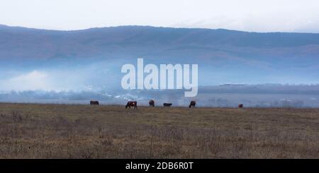 Eine Herde brauner Kühe grasen im Winter auf einer Wiese. Am frühen Morgen im Dorf. Blauer Nebel über dem Feld. Die Zucht von Kühen. Wunderschöne Landschaft Stockfoto