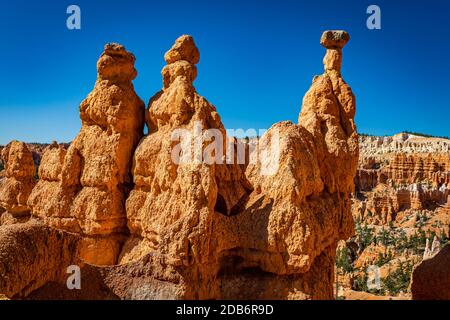 Hoodoos und erodierte Sandsteinformationen entlang der Wanderwege Queen's Garden und Navajo Loop im Bryce Canyon National Park in Utah. Stockfoto