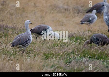 Upland Geese Chloephaga picta . Nationalpark Torres del Paine. Ultima Esperanza Provinz. Magallanes und chilenische Antarktis. Patagonien In Chile. Stockfoto