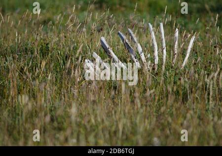 Rippen Skelett eines Guanaco Lama Guanicoe. Nationalpark Torres del Paine. Ultima Esperanza Provinz. Magallanes und chilenische Antarktis. Chile. Stockfoto