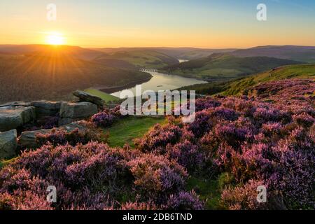 Lebendiges Heidekraut, das am Bamford Edge im English Peak District mit goldenem Licht beleuchtet wird. Stockfoto