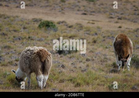 Lamas Lama glama grast auf einer Wiese. Patagonien In Chile. Magallanes und chilenische Antarktis. Chile. Stockfoto