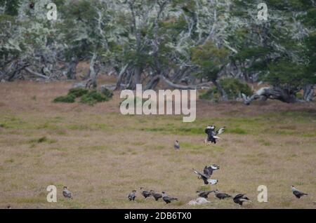 Südliche Kammkarakaras Caracara plancus, der auf den Schlachtkörpern eines Schafes isst. Patagonien In Chile. Magallanes und chilenische Antarktis. Chile. Stockfoto