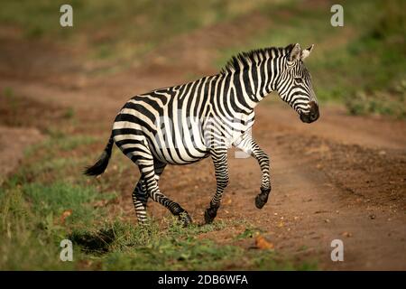 Ebenen Zebra springt über Graben neben der Bahn Stockfoto