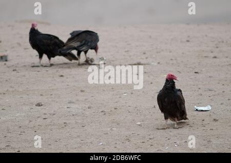 Putengeier Cathartes Aura im Lluta Tal. Arica y Parinacota Region. Chile. Stockfoto