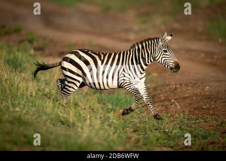 Ebenen Zebra springt über Graben auf die Bahn Stockfoto