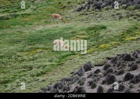 Vicunas Vicugna vicugna auf einer Wiese grasen. Lauca Nationalpark. Arica y Parinacota Region. Chile. Stockfoto