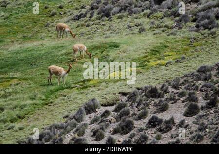 Vicunas Vicugna vicugna auf einer Wiese grasen. Lauca Nationalpark. Arica y Parinacota Region. Chile. Stockfoto