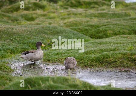 Scharfflügelige Teelwürmchen Anas flavirostris oxyptera . Parinacota. Lauca Nationalpark. Arica y Parinacota Region. Chile. Stockfoto