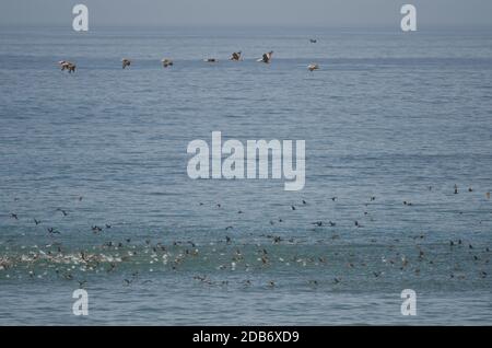 Peruanische Pelikane Pelecanus Thagus oben und guanay Kormorane Leucocarbo Bougainvillii unten im Flug. Las Cuevas. Arica. Arica y Parinacota Regi Stockfoto