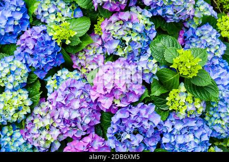 Bunte Hortensien blühen im Garten in blau und lila Farben Stockfoto