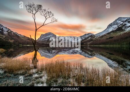 Leuchtender orangefarbener Sonnenaufgang und schneebedeckte Berge spiegeln sich in ruhigem Wasser mit einsamem Baum im Vordergrund bei Buttermere, Lake District, Großbritannien. Stockfoto