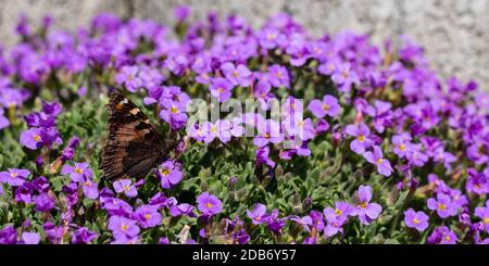 Schmetterling kleine toroiseshell (Nymphalis urticae) auf eine violette Blüte Stockfoto