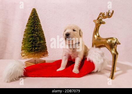 Christmas Puppy Golden Retriever Stockfoto