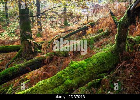 Ein moosbedeckter gefallener Baum im Herbstwald bei Colwyth in der Nähe von Ambleside, Lake District, Großbritannien. Stockfoto