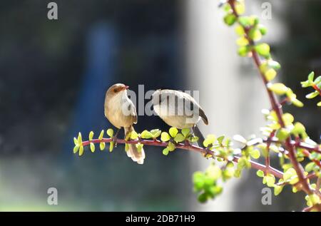 Zwei großartige Fairy-Wren, die in einem Money Tree sitzen Stockfoto