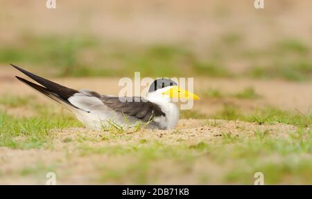 Nahaufnahme einer Gelbschnabelseeschwalbe, die auf einem sandigen Flussufer liegt, Pantanal, Brasilien. Stockfoto