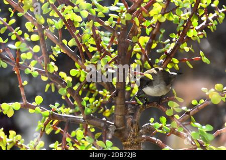 Zwei großartige Fairy-Wren, die in einem Money Tree sitzen Stockfoto