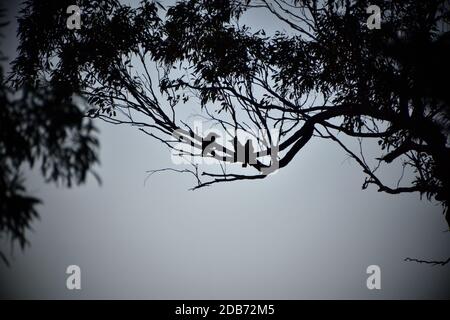 Eine Silhouette von drei Kookaburras in einem Baum Stockfoto