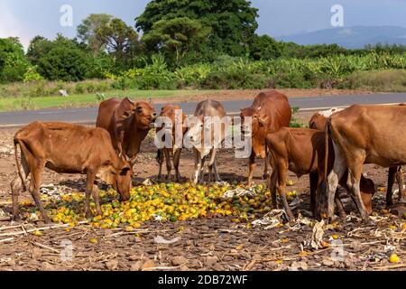 Allgegenwärtige äthiopische Tiere essen Mango an der Müllkippe. Region der südlichen Nationen, Stadt Arba Minch. Brahman oder Zebu Bullen mit langen Hörnern. Äthiopien Stockfoto