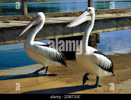 Pelikane und Möwen am Strand Stockfoto