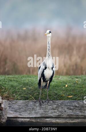 Nahaufnahme eines Graureiher (Ardea cinerea), der an einem nebligen Herbstmorgen an einem Flussufer steht, Großbritannien. Stockfoto