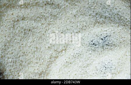 Weiß rund Korn Nahaufnahme Reis Vollformat Hintergrund. Zutaten der indischen Küche Stockfoto