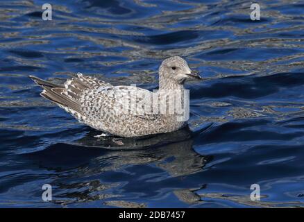 Thayer's Möwe (Larus Thayeri) erste Winter schwimmen im Meer Choshi, Präfektur Chiba, Japan Februar Stockfoto