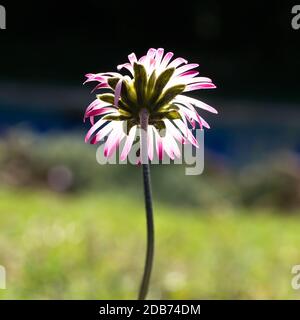 Schöne Rückseite einer Gänseblümchen, beleuchtet in Transparenz Stockfoto