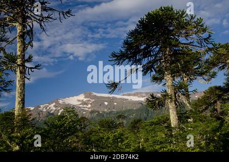 Wald aus Affenrätselbaum Araucaria araucana und Gebirge im Hintergrund. Conguillio-Nationalpark. Region Araucania. Chile. Stockfoto