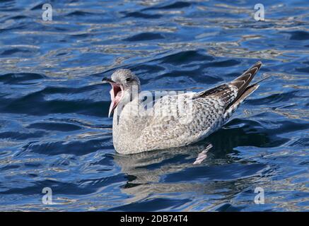 Thayer's Möwe (Larus Thayeri) erste Winter schwimmen im Meer, gähnen Choshi, Präfektur Chiba, Japan Februar Stockfoto