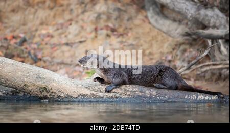 Nahaufnahme eines neotropischen Fischotters, der auf einem umgestürzten Baum an einem Flussufer liegt, Pantanal, Brasilien. Stockfoto