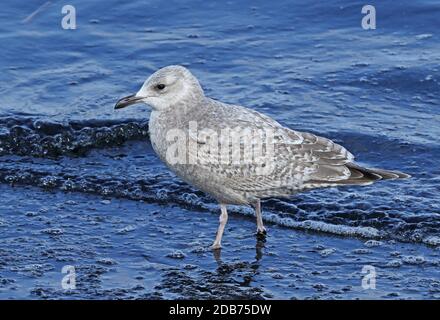 Thayer's Möwe (Larus Thayeri) erste Winter wandern in der Waters Edge Choshi, Präfektur Chiba, Japan Februar Stockfoto