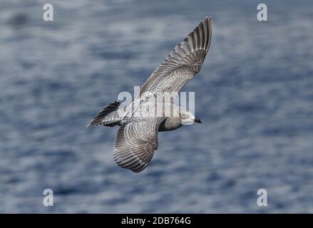 Thayer's Möwe (Larus Thayeri) ersten Winter im Flug Choshi, Präfektur Chiba, Japan Februar Stockfoto