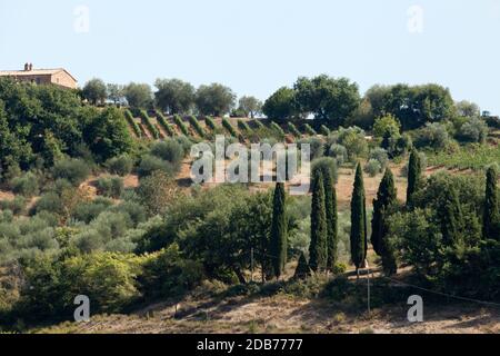 Toskanische Landschaft mit Weinbergen, Olivenbäumen und Zypressen Stockfoto