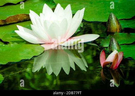 Schöne weiße Wasserrosen und Knospen mit rosa Rändern in einem Teich zwischen grünen Blättern und ihren Reflexen Stockfoto