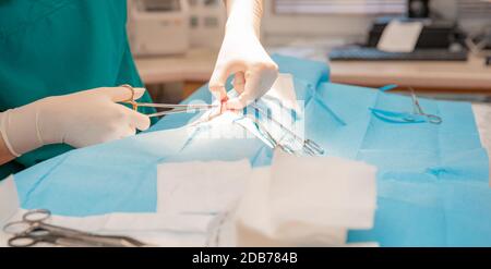 Der Tierarzt führt die Tieroperation auf dem Operationstisch durch. Stockfoto