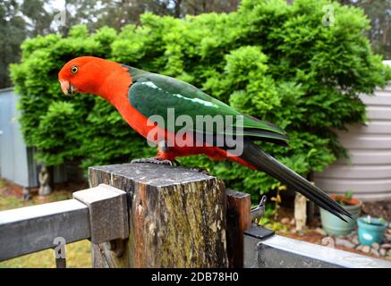 Männlicher König Papagei auf einem Zaun sitzend Stockfoto