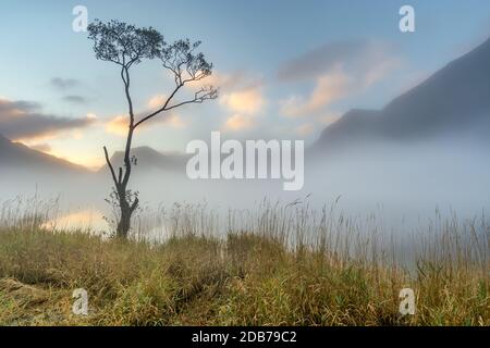 Morgennebel verweilt über Buttermere Lake im englischen Lake District bei Sonnenaufgang mit einem Baum im Vordergrund. Stockfoto