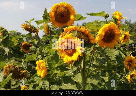 Schöne Sonnenblumen blühen im Garten im Sommer Stockfoto