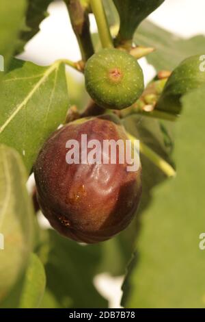 Ein Feigenbaum mit reifen und reifenden Früchten Stockfoto