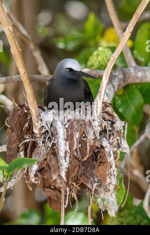 Black Noddy Anous minutus Lady Elliot Island, Queensland, Australien 9. November 2019 Erwachsener auf Nest. Laridae Stockfoto