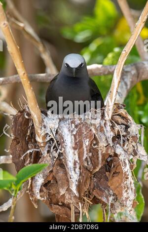 Black Noddy Anous minutus Lady Elliot Island, Queensland, Australien 9. November 2019 Erwachsener auf Nest. Laridae Stockfoto