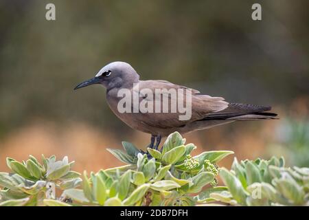 Brown Noddy Anous stolidus Lady Elliot Island, Queensland, Australien 9. November 2019 Erwachsene Laridae Stockfoto