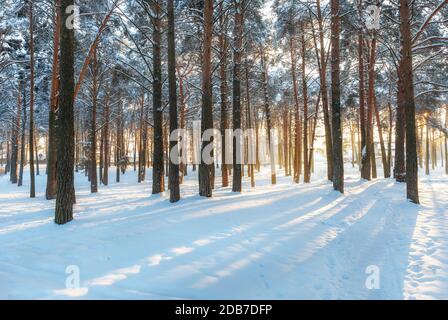 Wunderschöne Winterlandschaft. Kiefernwald im Schnee, die Sonnenstrahlen machen ihren Weg durch die Baumstämme. Winter, frostiger sonniger Tag. Stockfoto