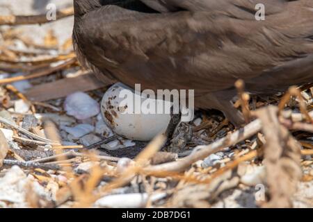 Brown Noddy Anous stolidus Lady Elliot Island, Queensland, Australien 9. November 2019 Schattenei für Erwachsene. Laridae Stockfoto