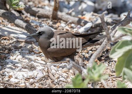 Brown Noddy Anous stolidus Lady Elliot Island, Queensland, Australien 9. November 2019 Erwachsener auf Nest. Laridae Stockfoto